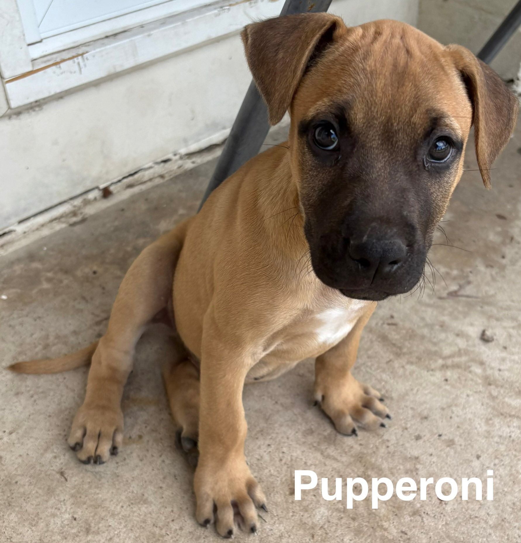 Pupperoni Pupperoni